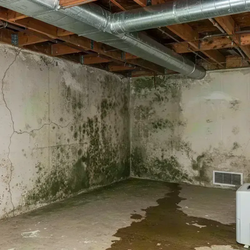 Professional Mold Removal in Lavalette, WV